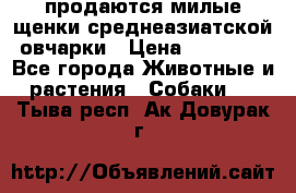 продаются милые щенки среднеазиатской овчарки › Цена ­ 30 000 - Все города Животные и растения » Собаки   . Тыва респ.,Ак-Довурак г.